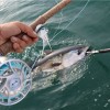 Pince à thon Seanox décrocher le leurre - N°7 - comptoirnautique.com