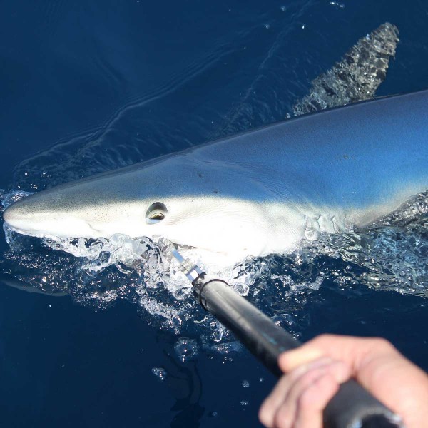 Pince à thon Seanox requin, jusqu'à 300 kg - N°11 - comptoirnautique.com 