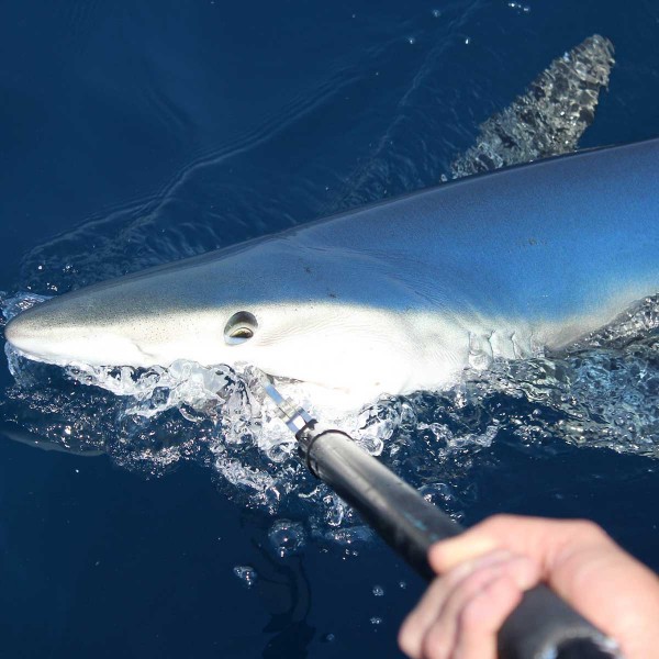 Pince à thon Seanox requin, jusqu'à 300 kg - N°13 - comptoirnautique.com