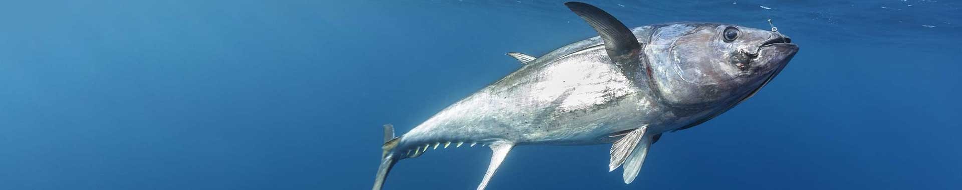 Pesca del tonno