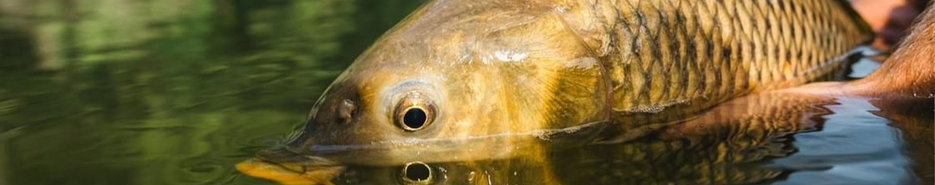 Selección de pesca de carpas